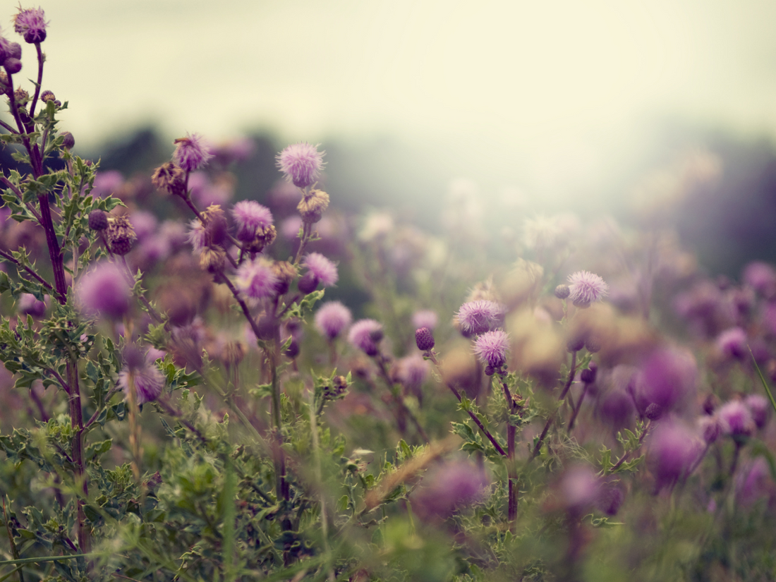 Milk Thistle: Is It Good for Your Liver?