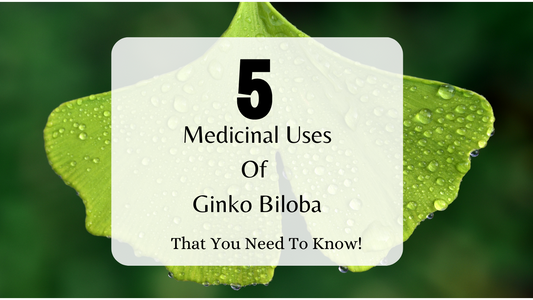 Unlocking the Power of Ginkgo: Exploring Its Medicinal Uses